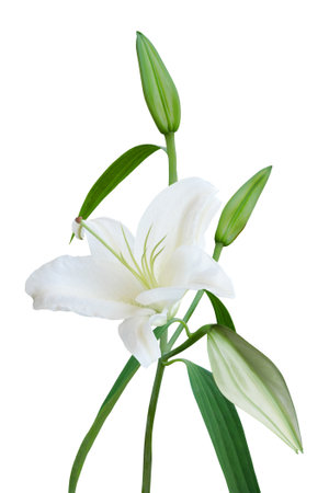 White Lily with buds isolated on white backgroundの写真素材