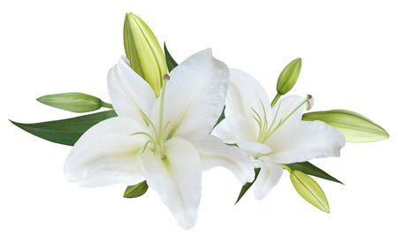 White Lily flower bouquet isolated on white backgroundの写真素材