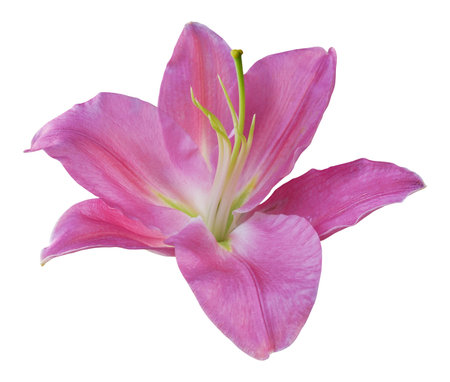 Pink lily flower isolated on white backgroundの写真素材