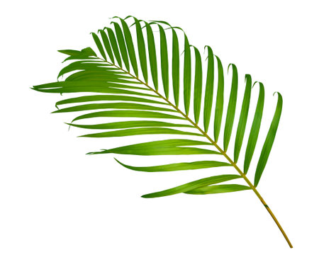 Green tropical palm leaves isolated on white backgroundの写真素材