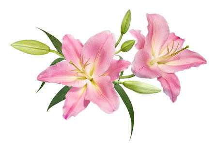 Pink lily flower bouquet isolated on transparent backgroundの写真素材