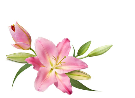 Pink lily flower bouquet isolated on white backgroundの写真素材