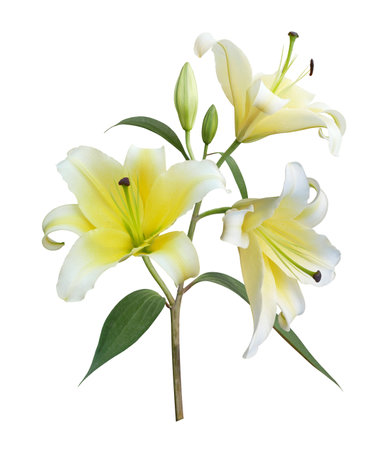 Yellow Lily flower bouquet isolated on white background. Floral wedding invitation card design.の写真素材