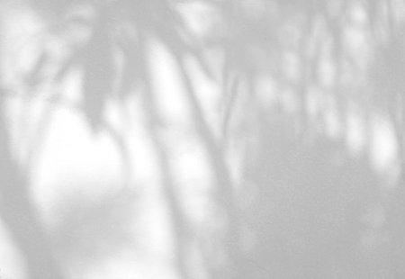 Natural leaf shadow on cement wall, overlay effect for photo, mock up, product, wall art, design presentationの写真素材