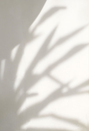 Leaf shadow and light on cream white concrete texture wall, overlay effect for photo, product, wall art, design presentation backgroundの写真素材