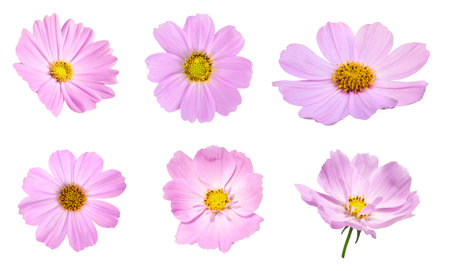 Set of pink cosmos flower blooming on white backgroundの写真素材