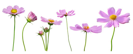 Set of pink cosmos flower blooming on white backgroundの写真素材