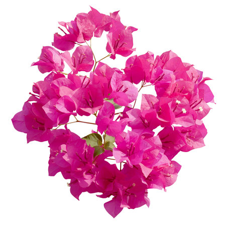 Blooming pink Bougainvillea flower on white background.の写真素材