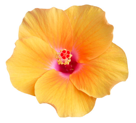 Blooming yellow Hibiscus flowers isolated on white backgroundの写真素材