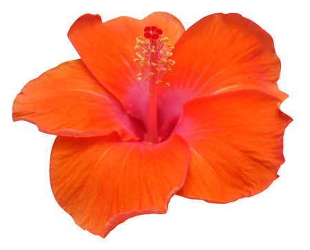Blooming orange Hibiscus flowers isolated on white backgroundの写真素材