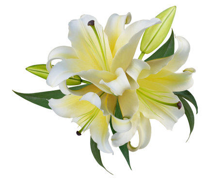 Beautiful yellow Lily flower bouquet isolated on white backgroundの写真素材