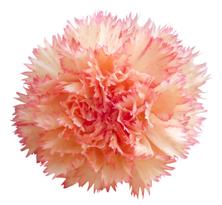 Beige carnation flower isolated on white background, element for invitation card, wedding card, mothers day postcard, International woman day.の写真素材