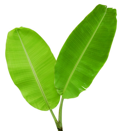 Green banana leaves on white background. Tropical plant foliage nature backgroundの写真素材