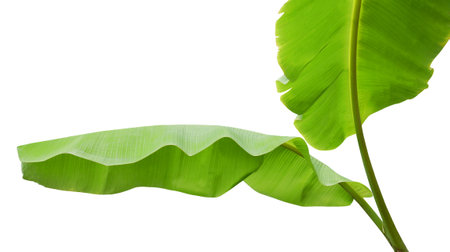 Green banana leaves on white background. Tropical plant foliage nature backgroundの写真素材