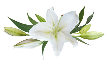 White Lily flower bouquet isolated on white backgroundの写真素材
