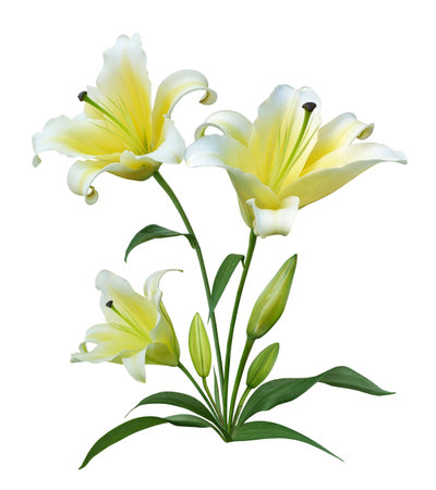 Yellow Lily flower bouquet isolated on white background. Floral wedding invitation card design.の写真素材