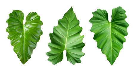 Philodendron leaves green nature tropical forest isolated on white backgroundの写真素材