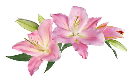 Beautiful pink lily flower bouquet isolated on white backgroundの写真素材