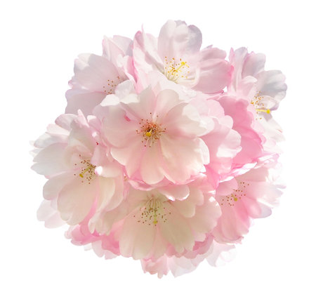 Cherry blossom, sakura flowers isolated on white backgroundの写真素材