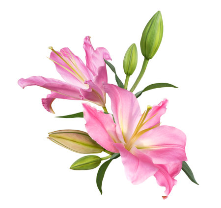 Beautiful pink lily flower bouquet isolated on white backgroundの写真素材