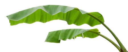 Green banana leaves on white background. Tropical plant foliage nature backgroundの写真素材