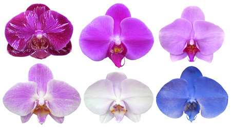 Set of beautiful colorful orchid phalaenopsis flowers isolated on white backgroundの写真素材