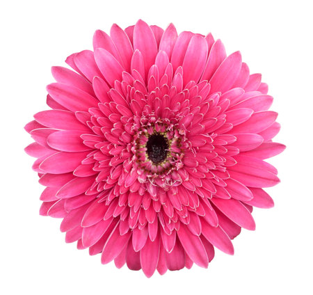 Beautiful pink gerbera daisy flower isolated on white background with clipping pathの写真素材