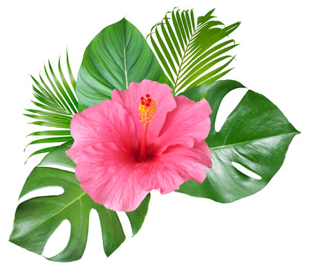 Pink Hibiscus flowers and monstera leaves in a tropical arrangement isolated on white backgroundの写真素材
