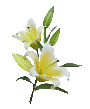 Beautiful yellow Lily flower bouquet isolated on white backgroundの写真素材