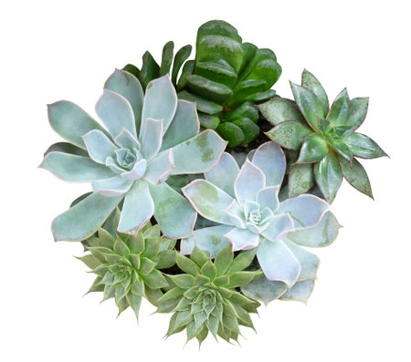 Small decorative succulents plants arrangement isolated on white backgroundの写真素材