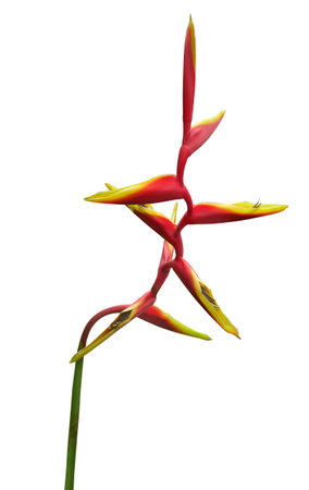 Heliconia bihai flower, Tropical flowers isolated on white backgroundの写真素材