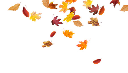 Autumn colored leaves falling down isolated on white backgroundの写真素材