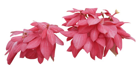 Red leaves of Mussaenda dona luz isolated on white backgroundの写真素材