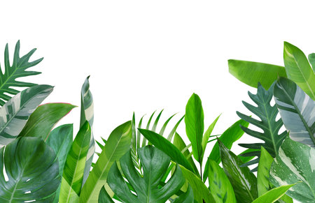 Tropical plants, green leaves exotic botanical design isolated on white background.の写真素材