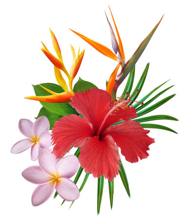 Tropical bouquet with red hibiscus flower, pink plumeria, bird of paradise and green leaves isolated on white backgroundの写真素材