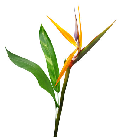 Bird of paradise flower, Tropical flowers isolated on white backgroundの写真素材