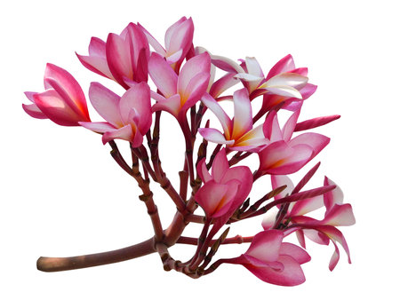 Plumeria flower branch summer tropical flowers, plumeria blossom blooming on tree isolated on white background.の写真素材