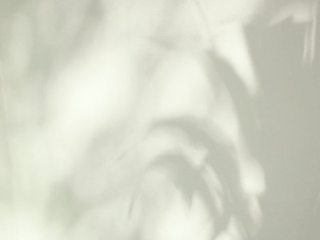 Abstract shadow of leaves on cement wall, overlay effect for photo, mock up, product, wall art, design presentationの写真素材