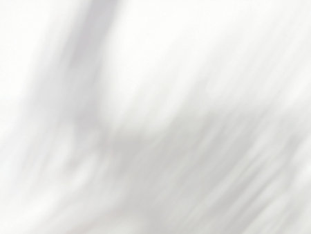 Abstract shadow of leaves on white wall background, overlay effect for photo, mock up, product, wall...