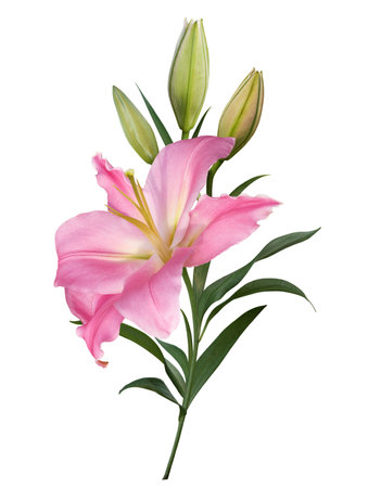 Beautiful pink lily flower bouquet isolated on white backgroundの写真素材
