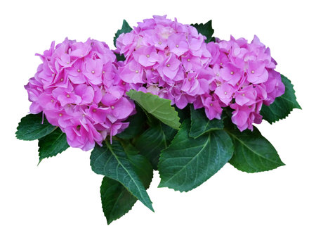 Blooming Hydrangea flower with leaves isolated on white background.の写真素材