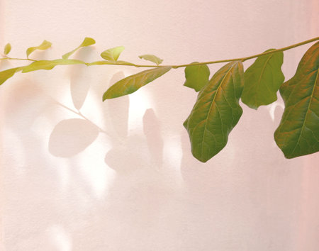 Natural shadow of green leaves on a white wall, overlay effect for photo, mock up, product, wall...
