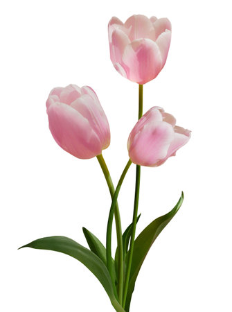 Pink tulips bouquet isolated on white background for card and decorationの写真素材