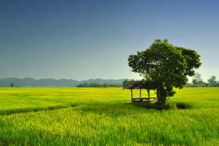 Cornfield In Thailandの写真素材