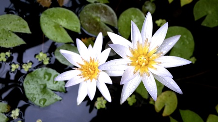 White water lily in the gardenの素材