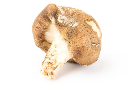 Fresh shitake mushroom on white backgroundの写真素材