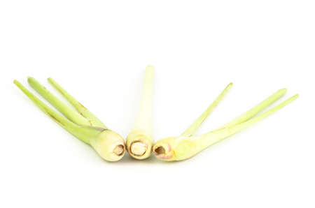 Fresh lemon grass on white backgroundの写真素材