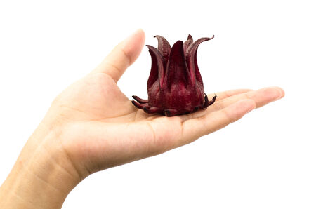 Fresh roselle in hand on white backgroundの写真素材