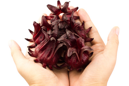 Fresh roselle in hand on white backgroundの写真素材