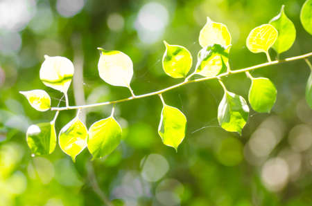 Green leave with sunlight on bokeh backgroundの写真素材